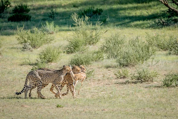 Tři gepardi na Springbok kill. — Stock fotografie