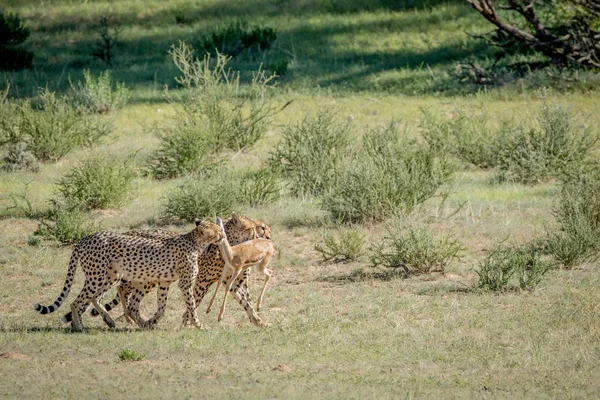 Springbok öldürmek üç çita. — Stok fotoğraf