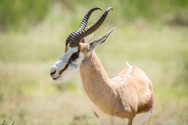 Zblízka Springbok v Kalagadi. — Stock fotografie