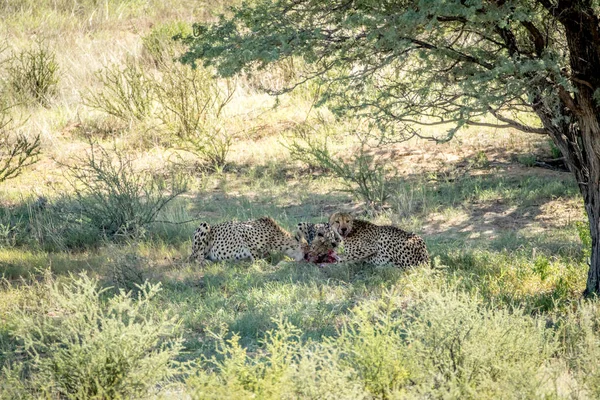 Убийство трех гепардов на Спрингбоке . — стоковое фото