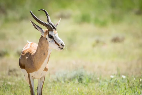 Primo piano di uno Springbok nelle Kalagadi . — Foto Stock