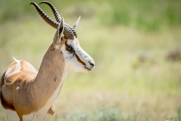 Primo piano di uno Springbok nelle Kalagadi . — Foto Stock