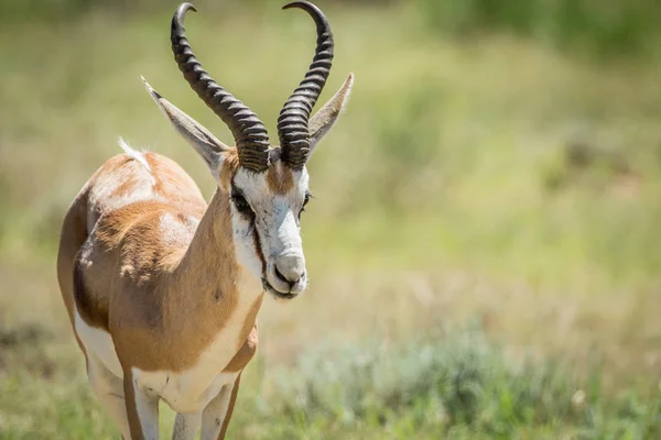 Springbok Kalagadi içinde yakın çekim.