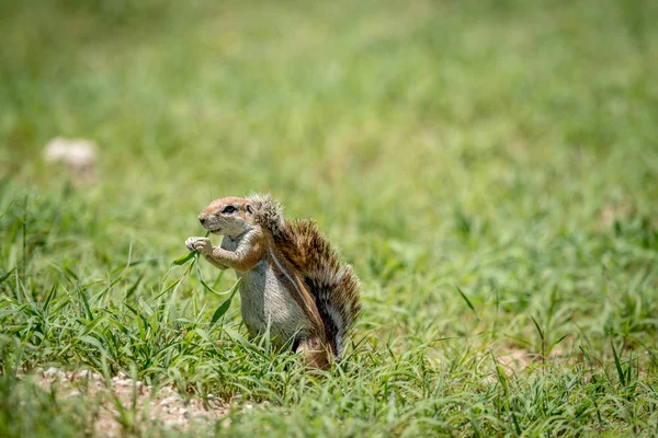 Έδαφος σκίουρος τρώει χόρτο σε Kalagadi. — Φωτογραφία Αρχείου