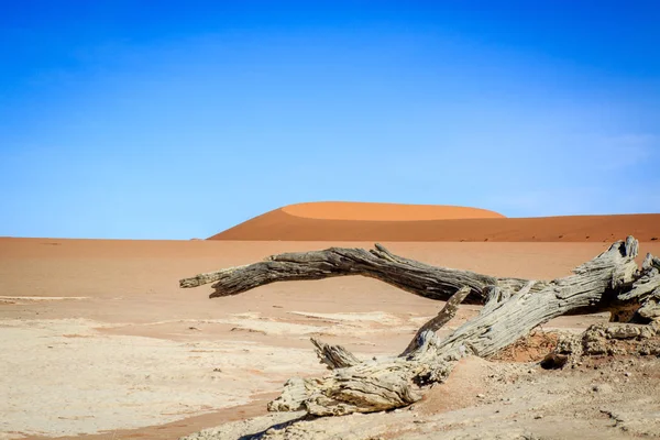 Dead trees in a salt pan in the Deadvlei. — Stock Photo, Image