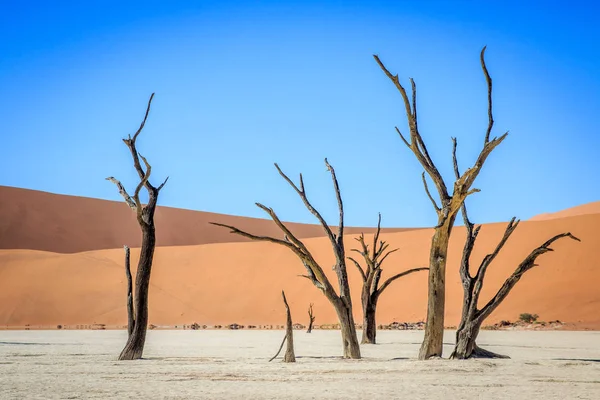 Döda träd i en salt pan i Deadvlei. — Stockfoto