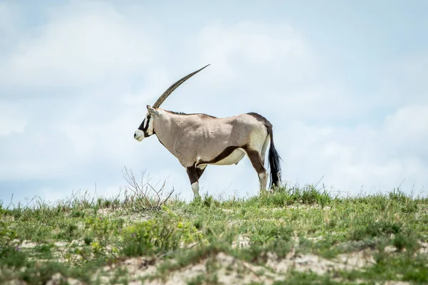 Gemsbok ayakta Kalagadi bir sırt üzerinde. — Stok fotoğraf