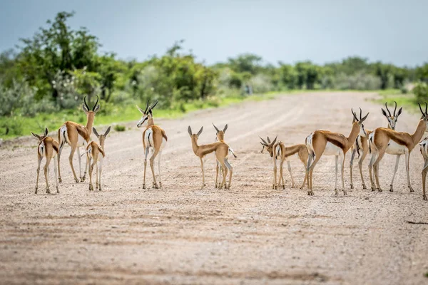 Manada de Springboks em pé na estrada . — Fotografia de Stock