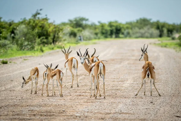 Állomány Springboks a állandó az úton. — Stock Fotó