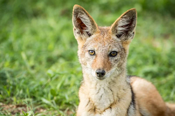 Black-backed jackal starring at the camera.