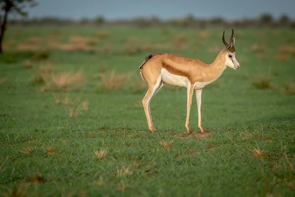 Antilopa skákavá stojící v trávě. — Stock fotografie