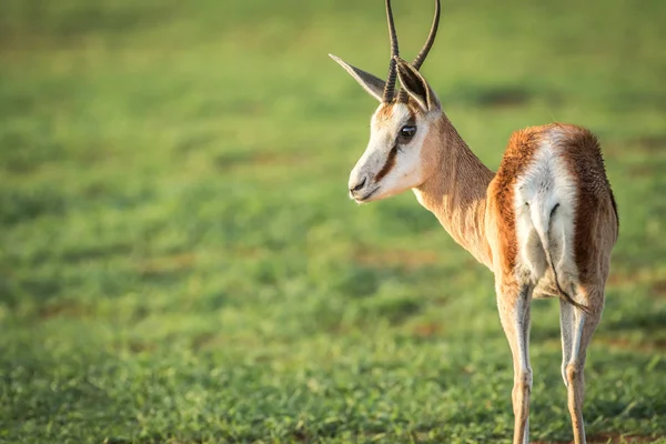 Seitenprofil eines Springbocks in Etoscha. — Stockfoto