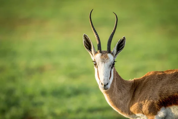Close up de um Springbok estrelando a câmera . — Fotografia de Stock