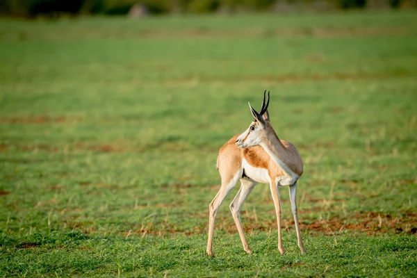 Seitenprofil eines Springbocks, der im Gras steht. — Stockfoto