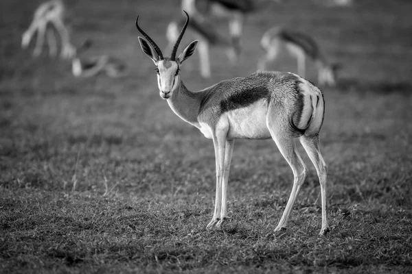 Springbock steht im Gras. — Stockfoto