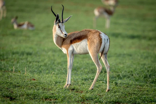 Springbok de pie en la hierba . — Foto de Stock