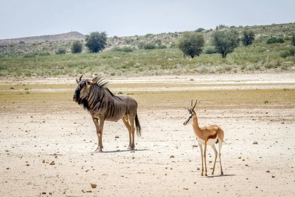 Wildebeest blu e Springbok in piedi nella sabbia . — Foto Stock