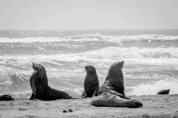 Gruppo di foche del Capo sulla costa . — Foto Stock