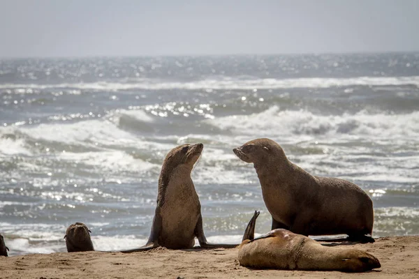 Group of Cape fur seals on the coast.