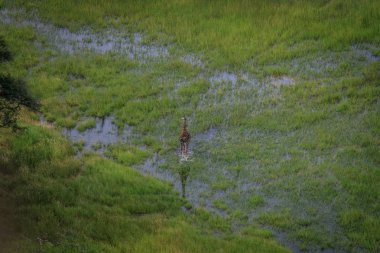 Bir zürafa su hava resmi.