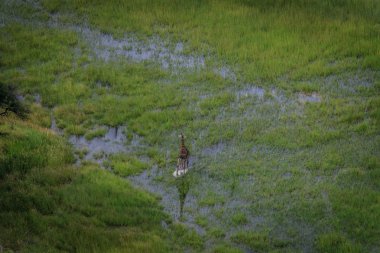 Bir zürafa su hava resmi.