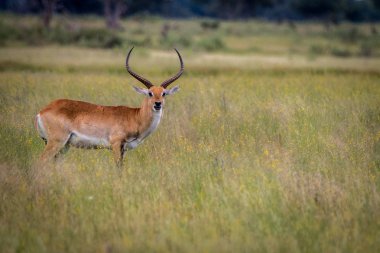 Kameraya oynadığı bir Lechwe.