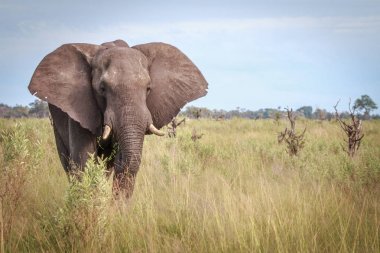 Kameraya yıldızı fil. 