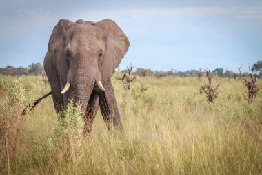 Kameraya yıldızı fil. 