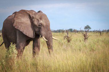 Otların arasında yürüyen bir fil.