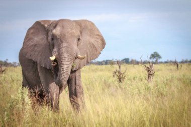 Kameraya yıldızı fil. 