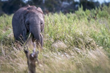 Kameraya yıldızı genç bir fil.
