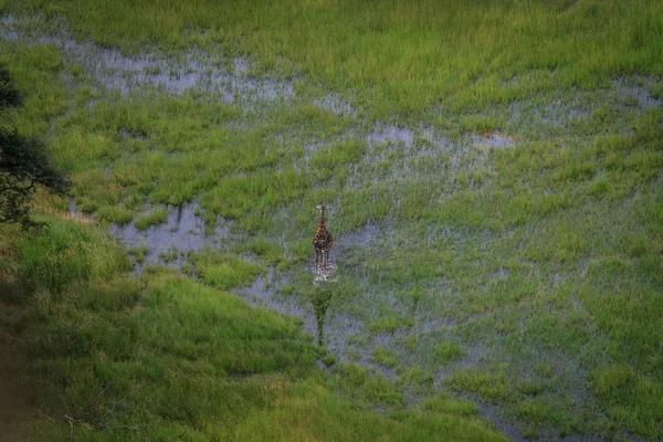 Bir zürafa su hava resmi.