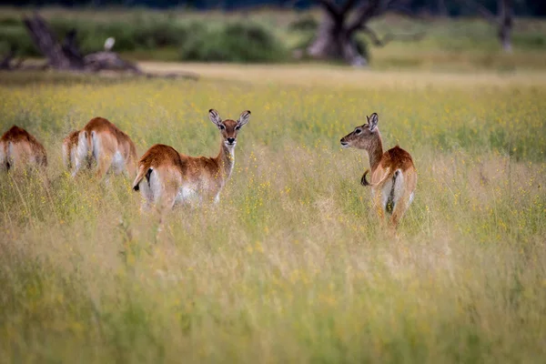 Birkaç Lechwes etrafa.