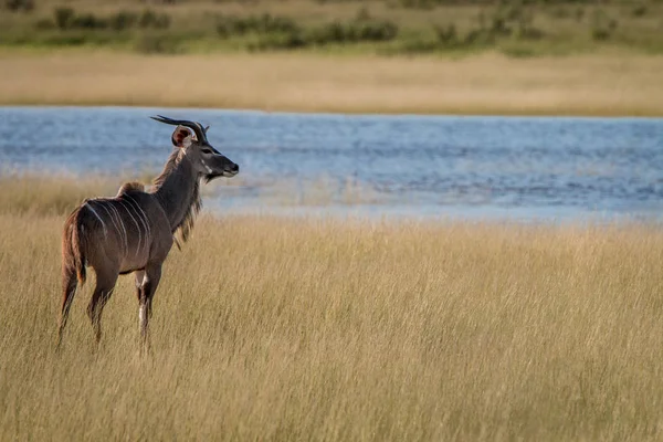 Un joven Kudu macho mirando a su alrededor . —  Fotos de Stock