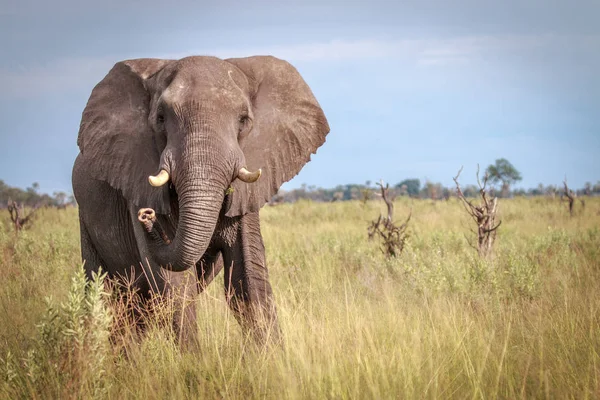 Elefante estrelando a câmera . — Fotografia de Stock