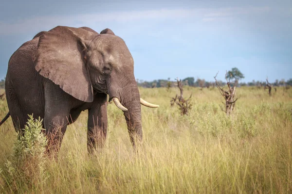 Otların arasında yürüyen bir fil.