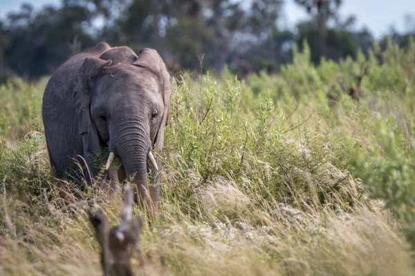 Un joven elefante protagonizado por la cámara . — Foto de Stock