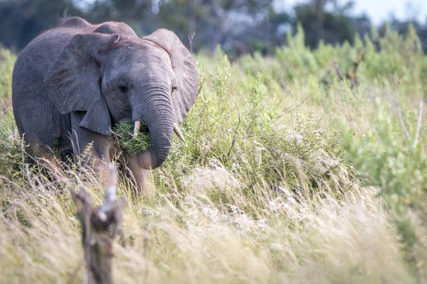 Un joven elefante protagonizado por la cámara . — Foto de Stock