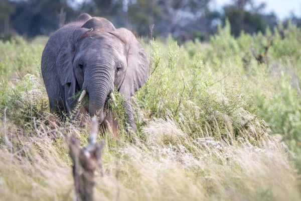 Un joven elefante protagonizado por la cámara . — Foto de Stock