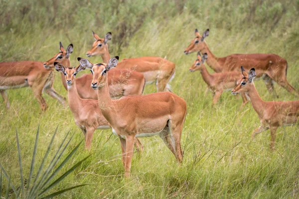 Een kudde Impalas wandelen in het gras. — Stockfoto