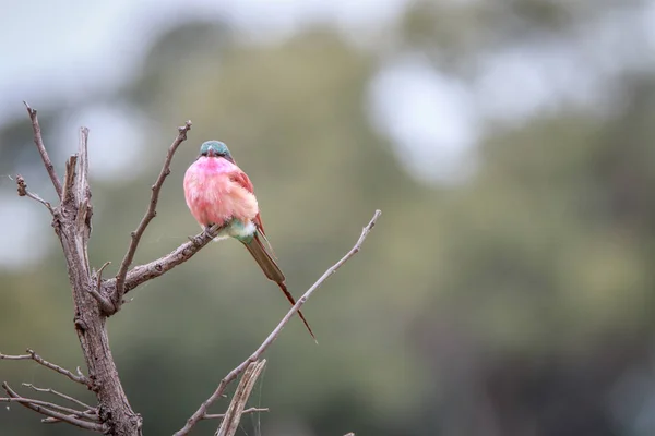 A Southern carmine bee-eater sitting on a branch. — Stock Photo, Image