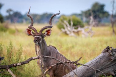 Kameraya oynadığı bir erkek Kudu.