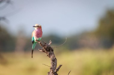 Bir leylak göğüslü rulo dal.