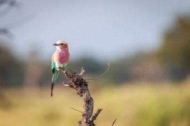 Bir leylak göğüslü rulo dal.