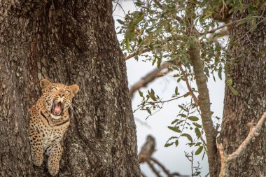 Bir dişi leopar ağaca esneme.