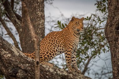 Çevreyi kontrol bir leopar.