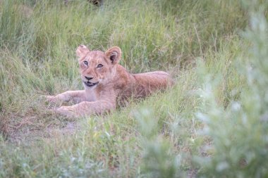 Çimenlerde rahatlatıcı bir aslan yavrusu.