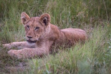 Çimenlerde rahatlatıcı bir aslan yavrusu.
