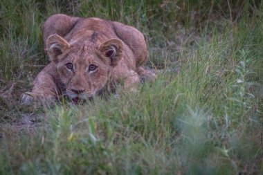 Çim oynak bir aslan yavrusu.