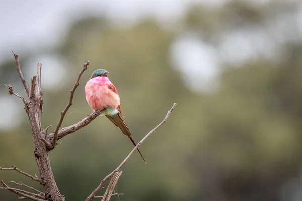 A Southern carmine bee-eater sitting on a branch. — Stock Photo, Image